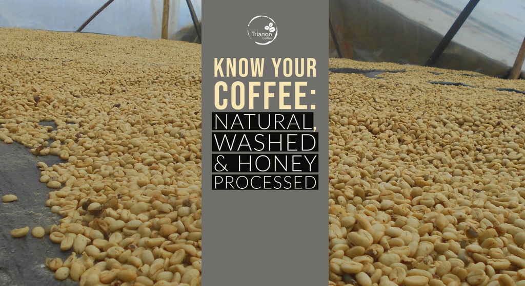How is honey processed coffee different from washed or natural?
