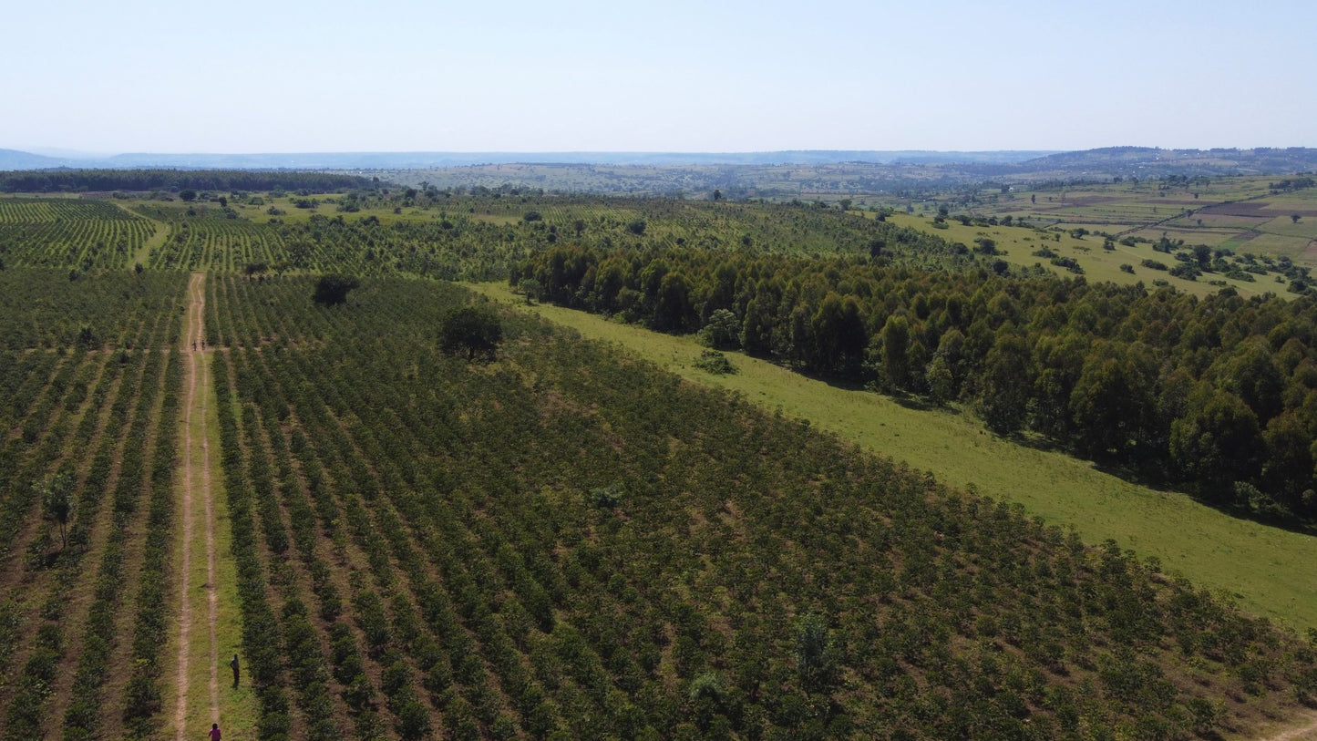 Kenya Natural