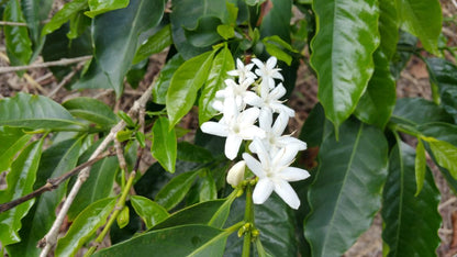 Sulawesi Organic Rantekarua