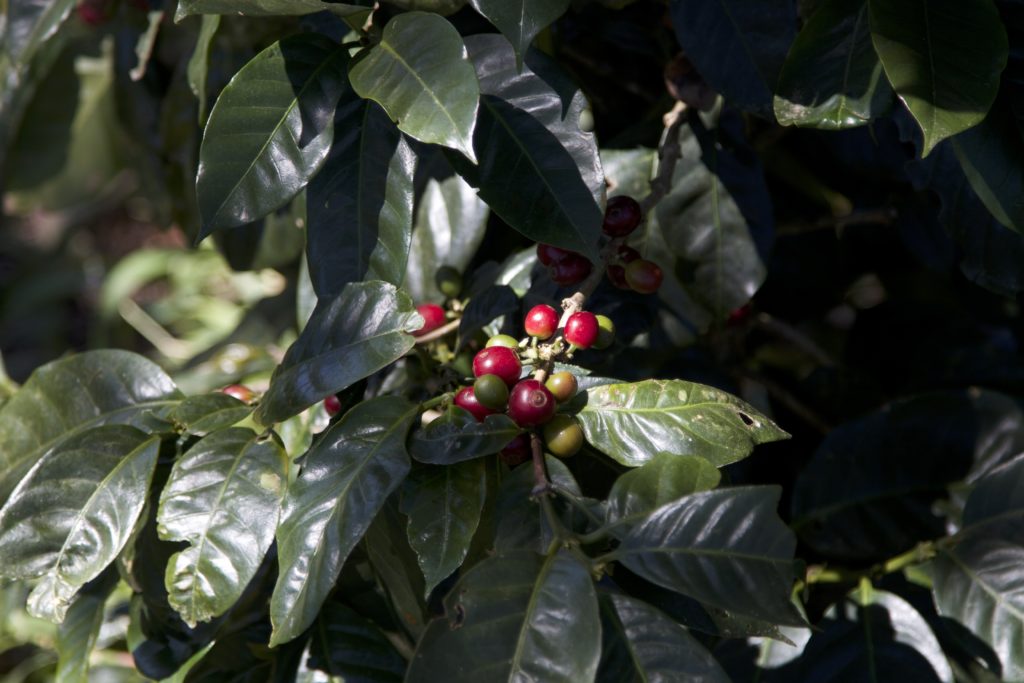 Sulawesi Organic Rantekarua