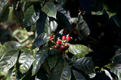 Sulawesi Organic Rantekarua