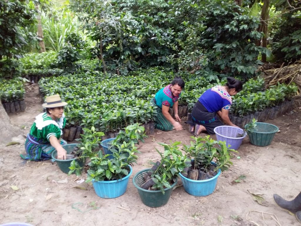 Three people kneeling in the Quiche farm, handling rows of potted green coffee plants in blue and green plastic baskets. The scene is outdoors with dirt ground and dense green foliage in the background