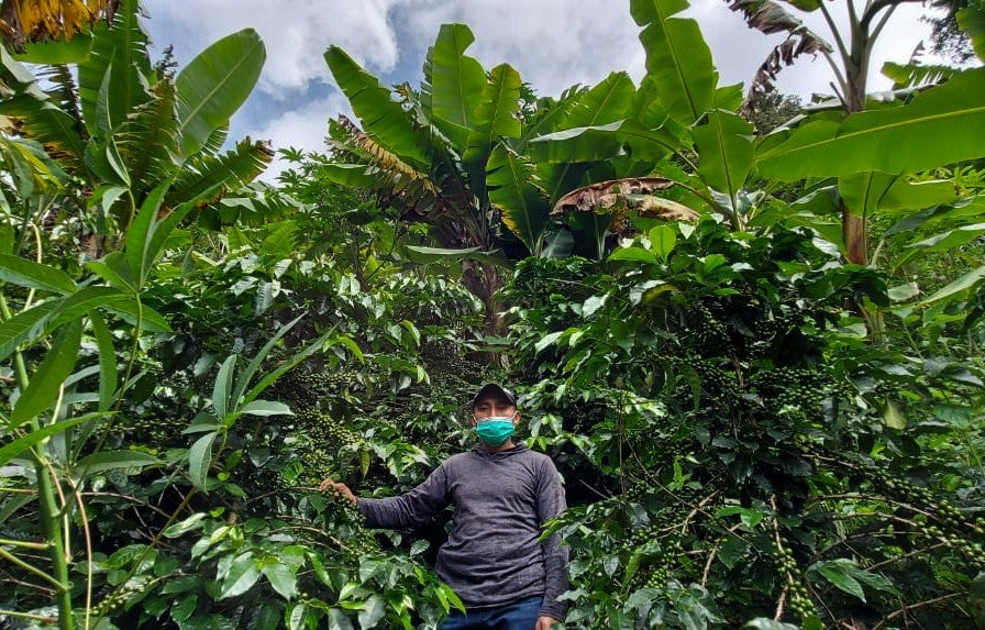 A person wearing a face mask stands among dense green coffee plants and banana leaves in Quiche