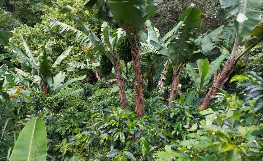 Guatemala Honey