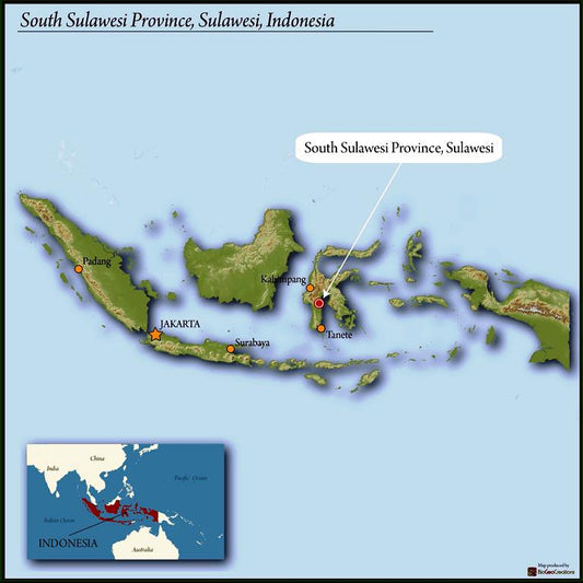 Sulawesi Organic Rantekarua