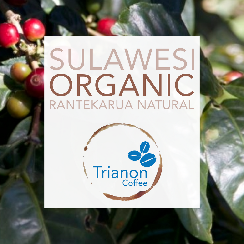 Sulawesi Organic Rantekarua