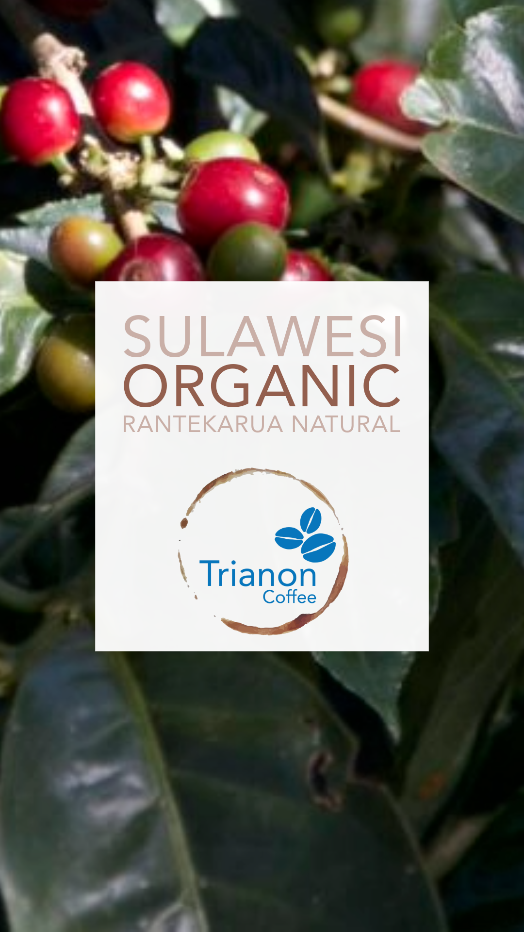 Sulawesi Organic Rantekarua