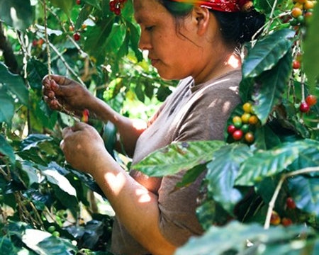 El Salvador Honey