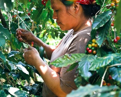 El Salvador Honey