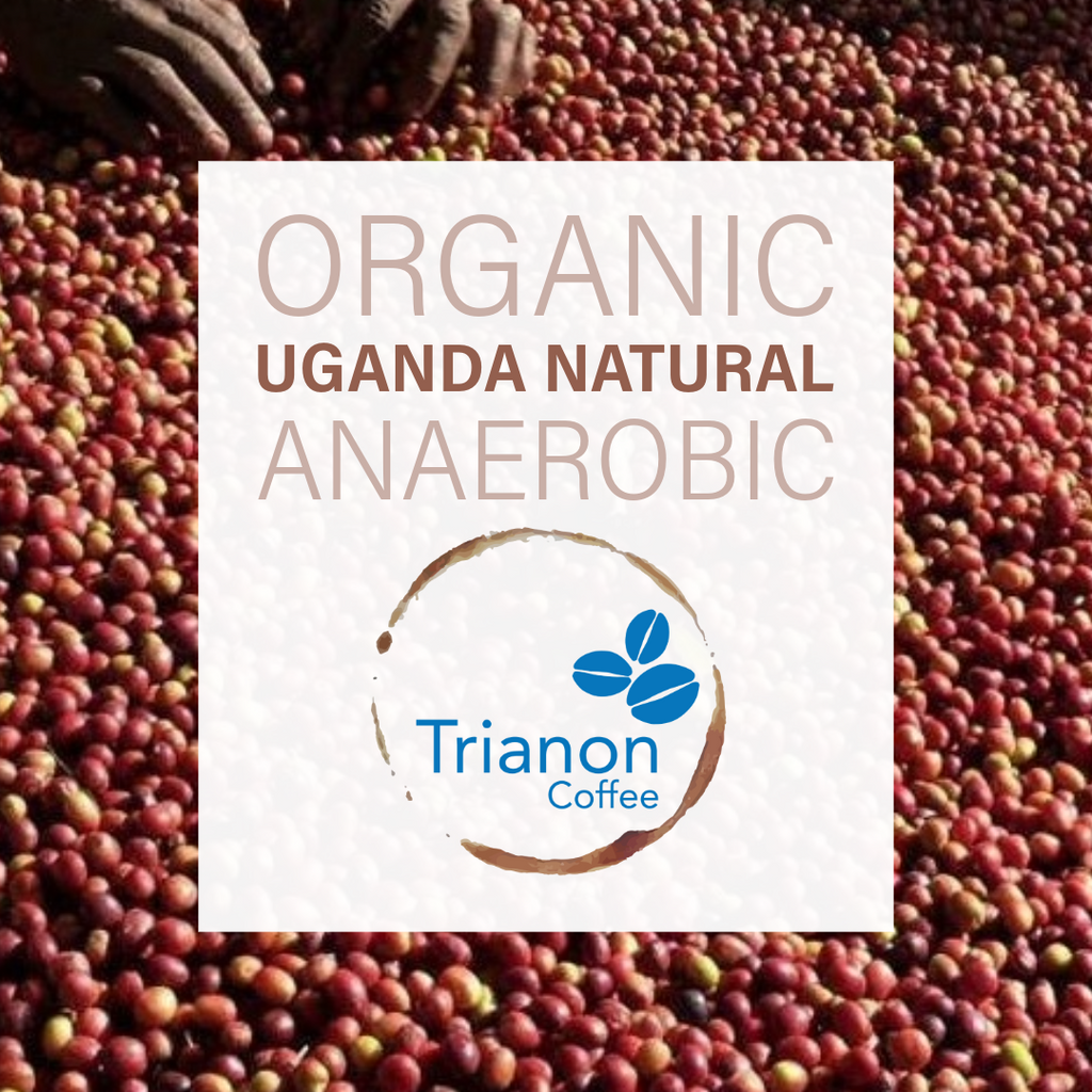 Uganda Natural Anaerobic Organic