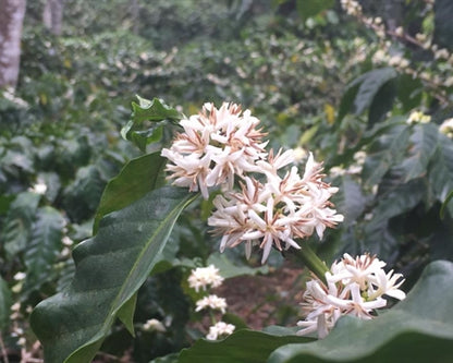 Decaf Colombia