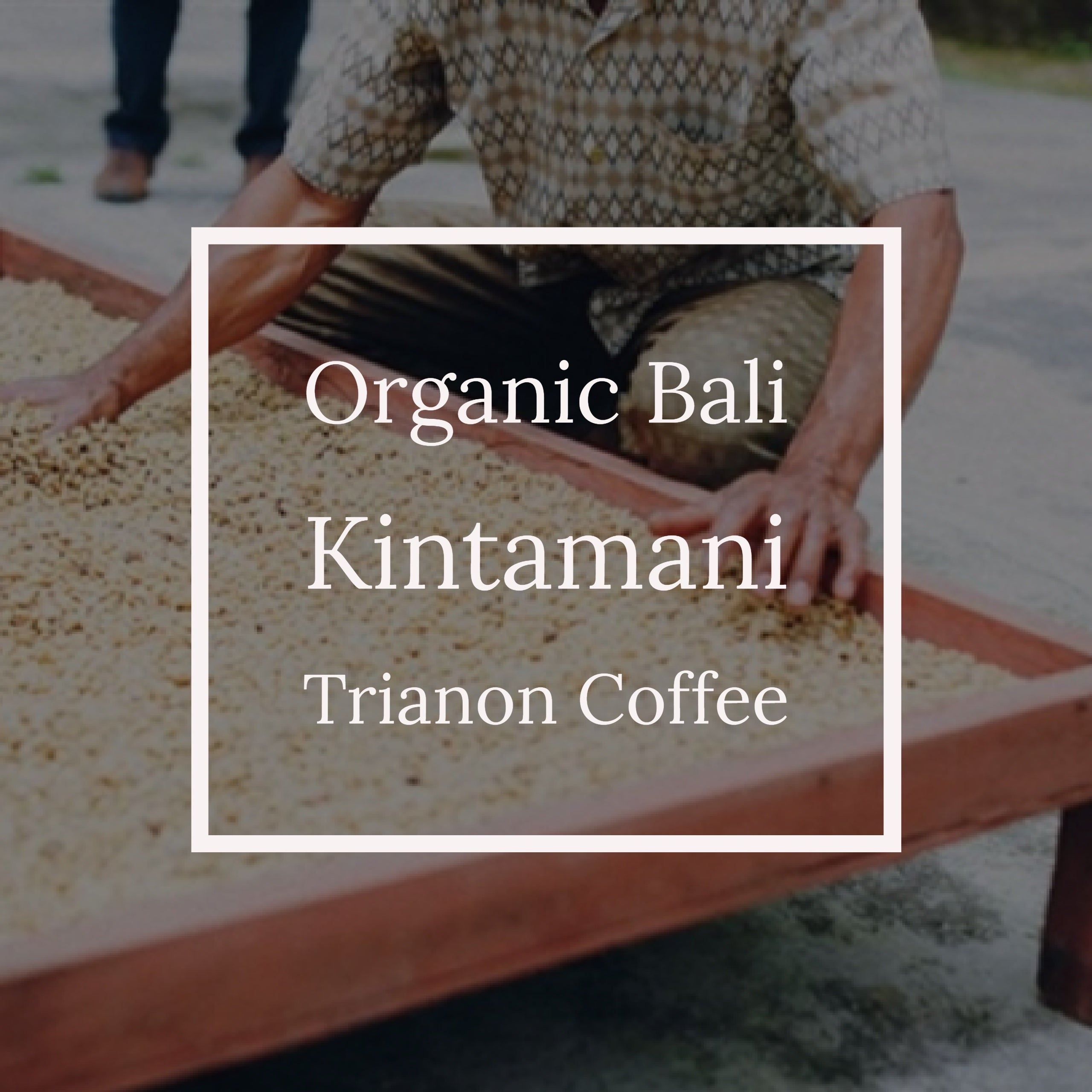 Premium Organic Bali Coffee
