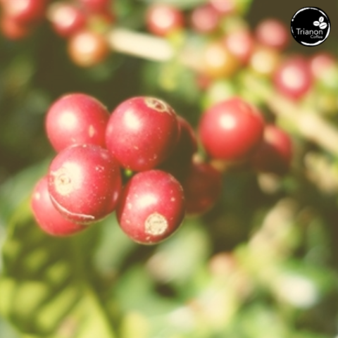 Colombia Medium Roast Coffee to Your Door