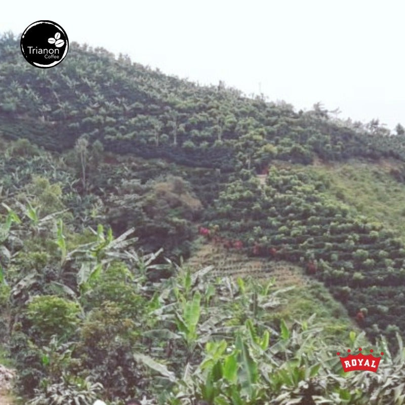 Premium Costa Rica Full Natural Coffee. This fully natural processed Costa Rica coffee is from the same estate as our Monge Familia honey processed coffee.