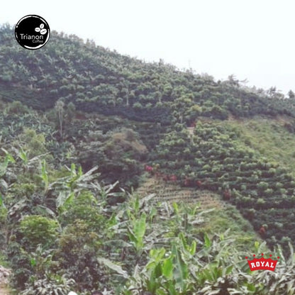 Premium Costa Rica Full Natural Coffee. This fully natural processed Costa Rica coffee is from the same estate as our Monge Familia honey processed coffee.