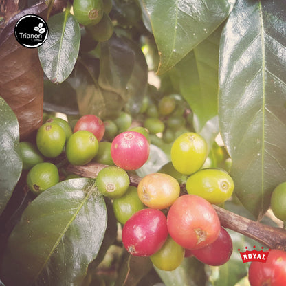 Premium Costa Rica Full Natural Coffee. Medium heavy body. Hibiscus tea & merlot. Lingering tropical sweetness..