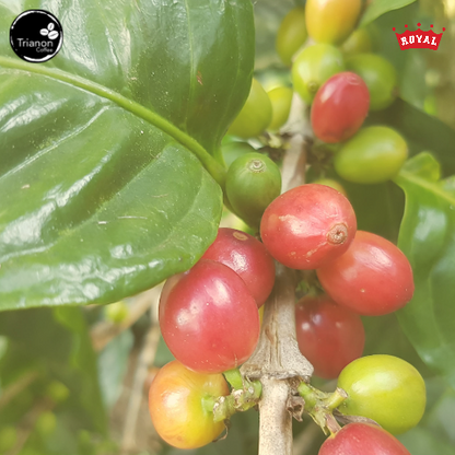 Ethiopia Decaf Coffee to Delivered Your Door
