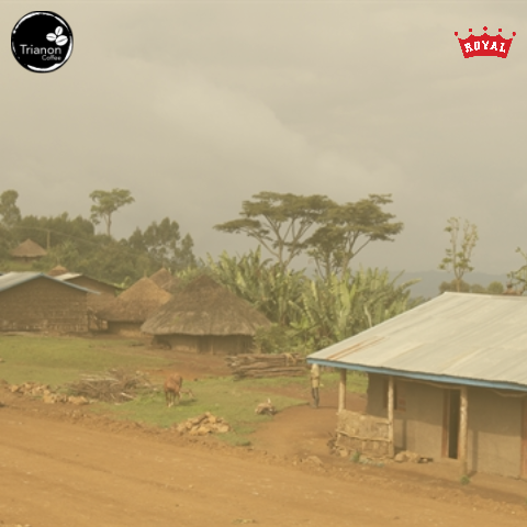 Ethiopia Decaf Coffee to Delivered Your Door