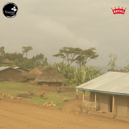 Ethiopia Decaf Coffee to Delivered Your Door