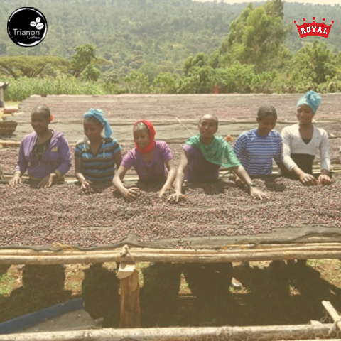 Ethiopia Decaf Coffee to Delivered Your Door