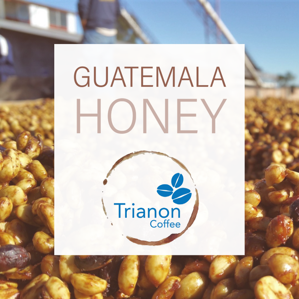 Guatemala Honey Home Delivery product image from Trianon Coffee