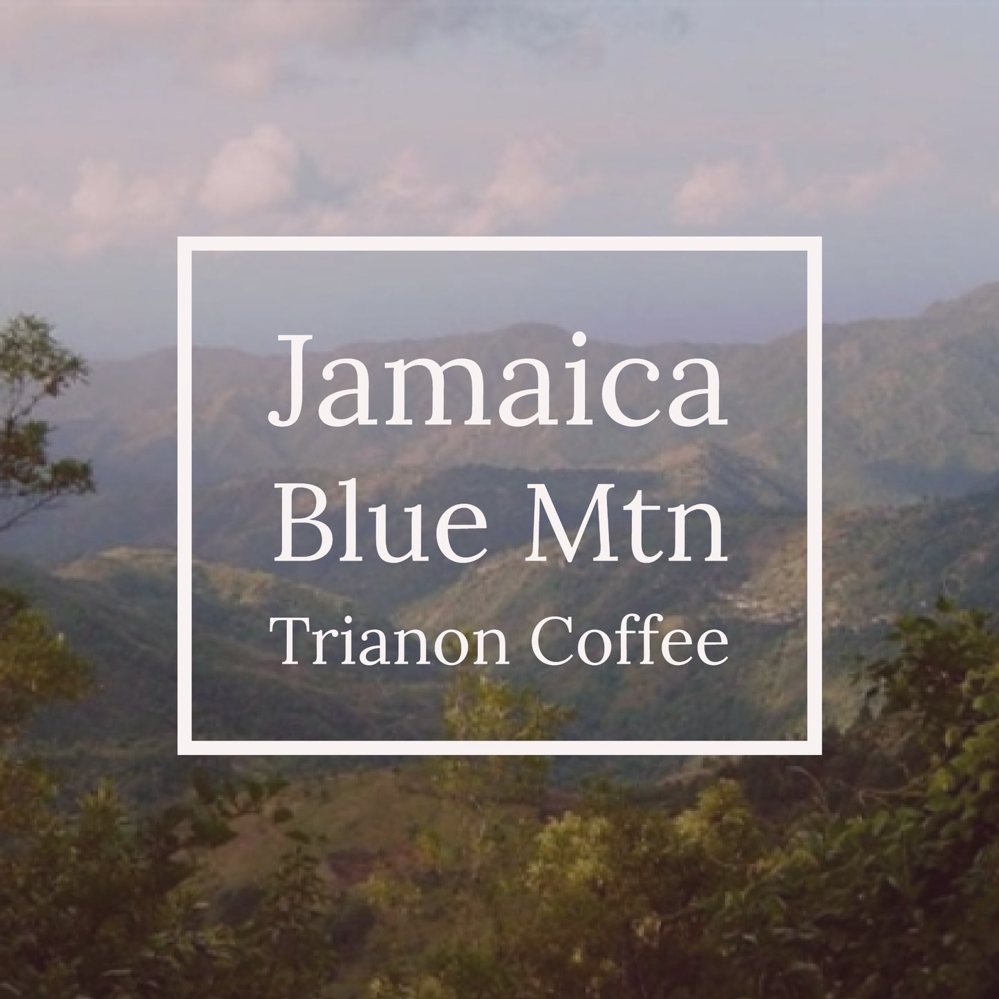 Jamaica Blue Mountain