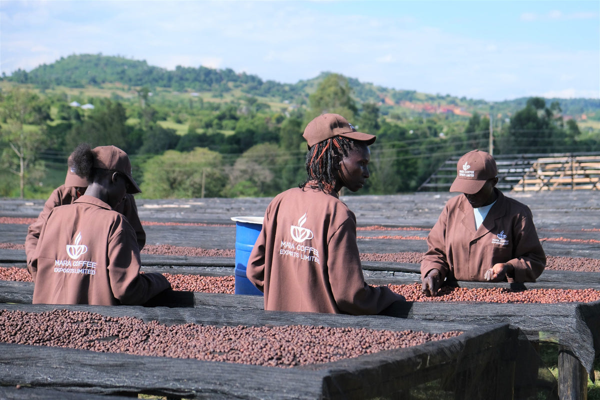 Kenya Natural