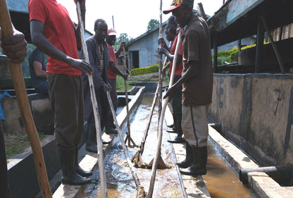 Kenya Washed