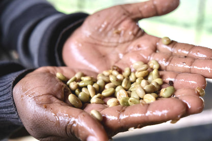 Kenya Washed