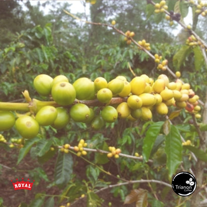 Premium Papua New Guinea Organic Coffee