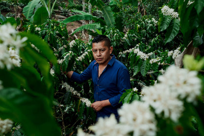 Honduras Yellow Honey Fair Trade Organic Coffee