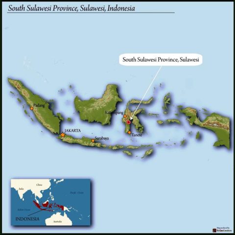 Trianon Coffee Sulawesi coffee beans are sourced from 23 family owned farms organized around the Toraja Coffee Farmers's Cooperative located in the central mountain region of the South Sulawesi province on Sulawesi Island (formerly known as Celebes), Indonesia.