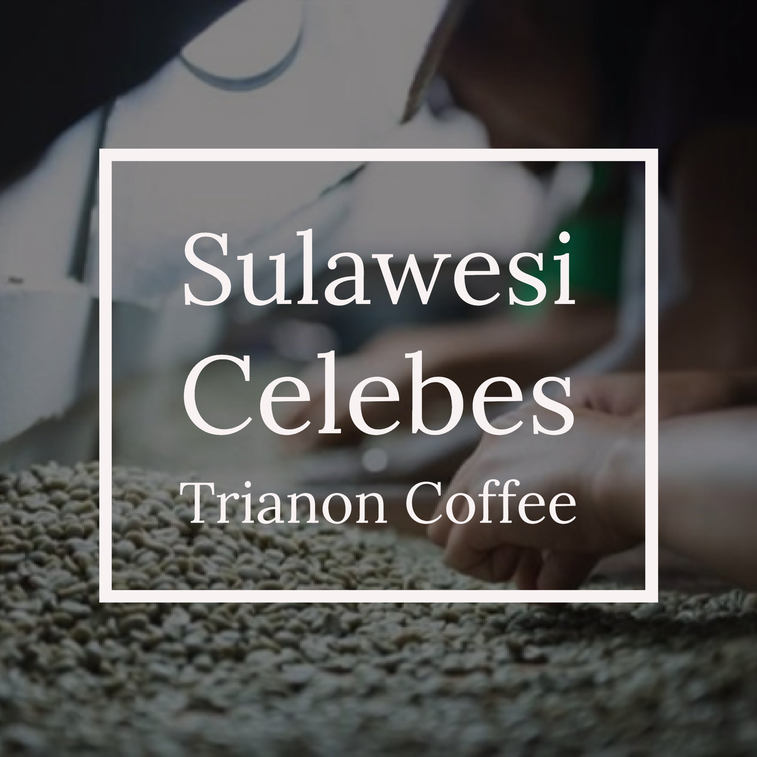 Sulawesi Coffee to Your Door