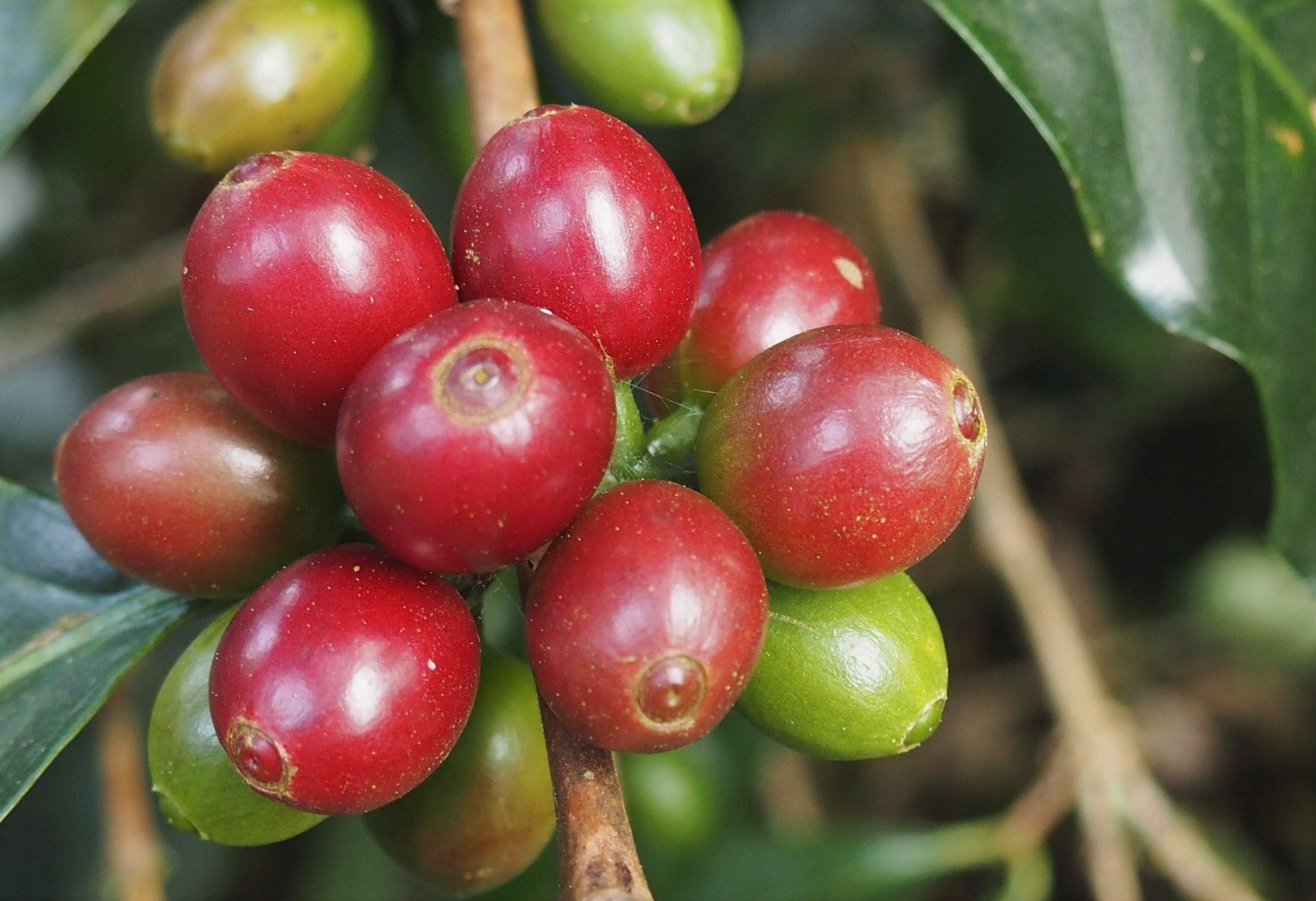 Sumatra Natural Coffee to Your Door