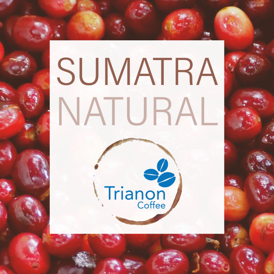 This fruity natural process Sumatra Coffee has sweet notes of passion fruit, kumquat, and bubble gum. As long as our Sumatra "Supervolcano" Honey Processed Coffee is out of stock, this is a great alternative for a sweet, natural brew. 
