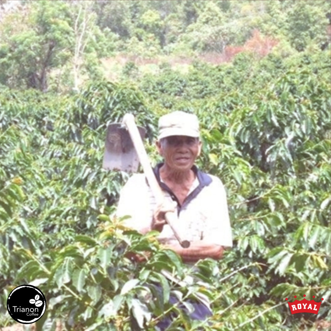 Sumatra Lintong Sipangan Bolon Honey Processed Coffee