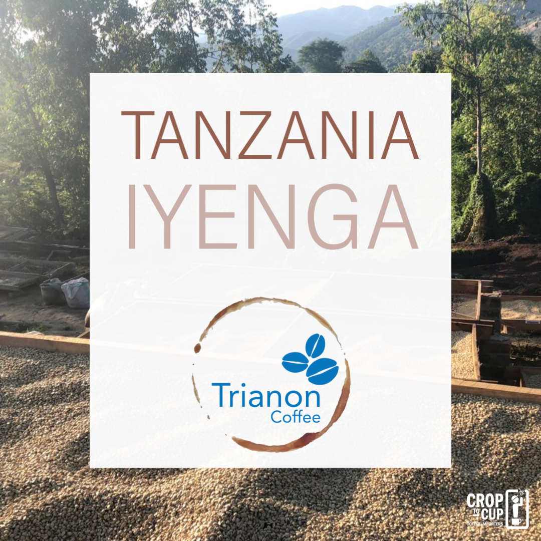 Tanzania Iyenga Coffee Delivery. Premium coffee delivered to your door. Fresh-roasted organic, decaf, and premium coffee. Fast shipping.
