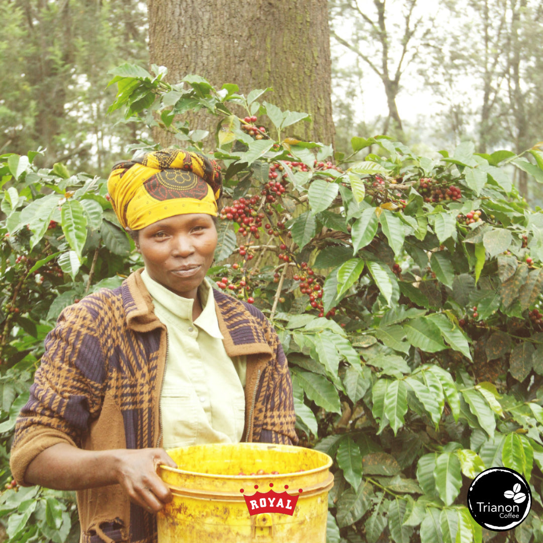 Tanzania Honey