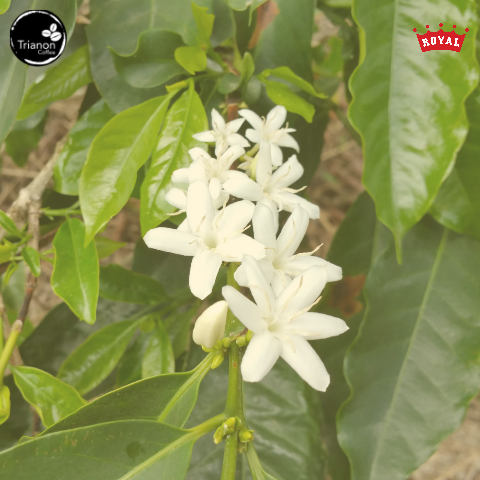 Timor-Leste Organic