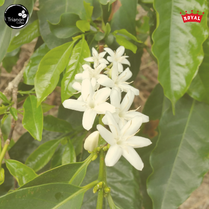 Timor-Leste Organic