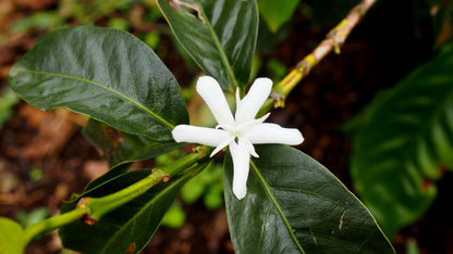 Guatemala