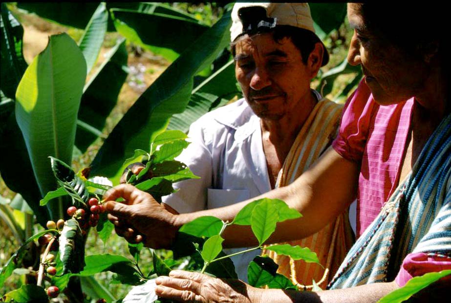 Peru Organic