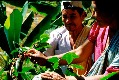 Peru Organic