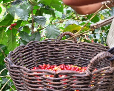 Peru Organic