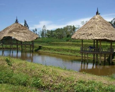 Bali Organic Kintamani RFA