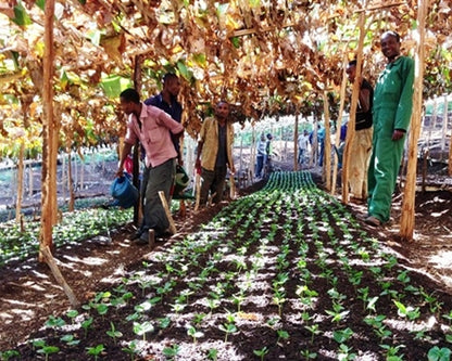 Ethiopia Natural Organic coffee is grown on Hambela Estate and roasted in Austin, Texas.