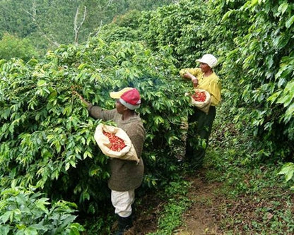 Jamaica Blue Mountain