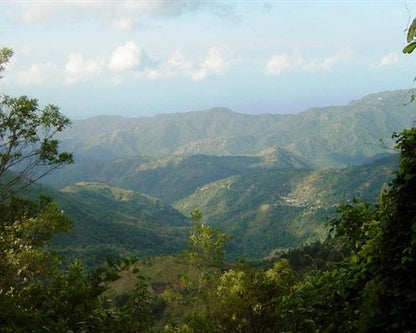 Jamaica Blue Mountain