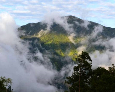 Jamaica Blue Mountain