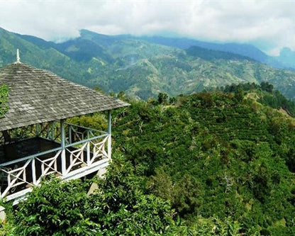 Jamaica Blue Mountain